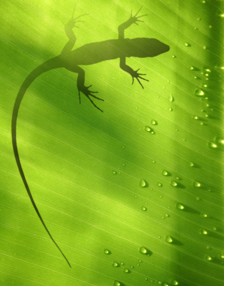 Gecko