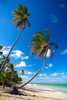 Photo of Caribbean beach with palms
